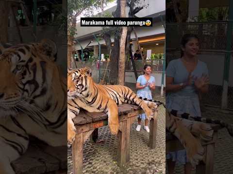 Aala vidunga da samy 😨 Pattaya Tiger Park 🐅  #shorts #tiger #youtubeshorts #gabriellacharlton