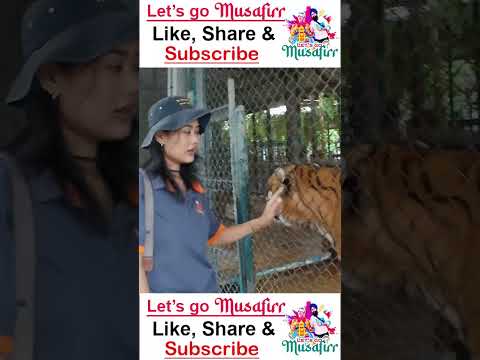 brave girl #travel #thailand #tiger #pattaya #girls #brave