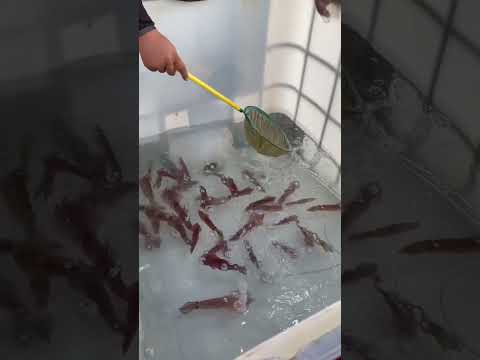 Squid shot street food at pattaya thailand