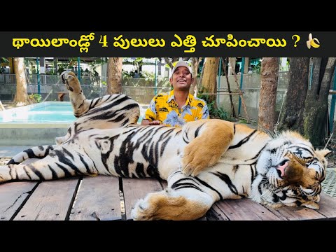 sriracha tiger zoo pattaya thailand