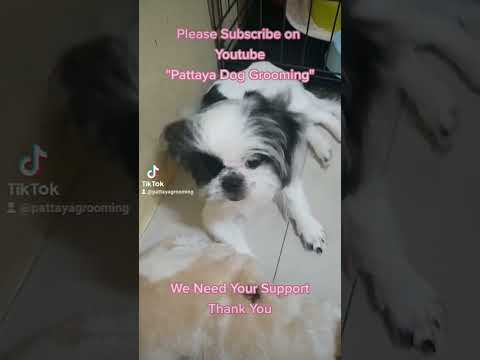 PATTAYA NIGHTLIFE, PATTAYA ATTRACTIONS, PATTAYA HOTELS, PATTAYA CONDOS, PATTAYA TOURS, PATTAYA BARS.