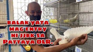 BALAK ATA MAG ENTRY NI JJBK SA PATTAYA OLR  |Reggie Cruz Loft & Aviary #reggiecruzloftandaviary
