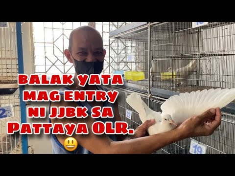 BALAK ATA MAG ENTRY NI JJBK SA PATTAYA OLR  |Reggie Cruz Loft & Aviary #reggiecruzloftandaviary