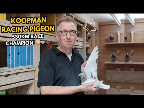 Koopman Racing Pigeons Wins Pattaya Grand Prix 2025: 530km Race Champion! 🏆