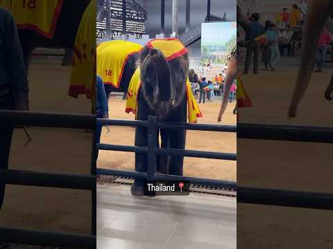 Nong Nooch Elephant 🐘  Show #pattaya  #thailand #elephant #show #bangkokthailand