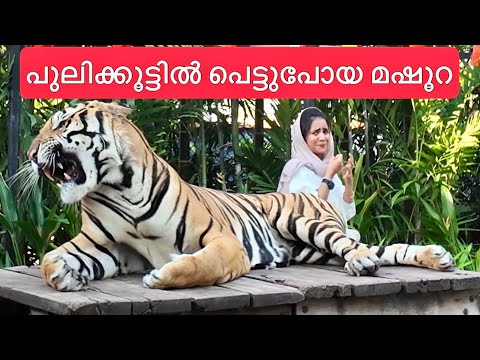 OMG Pettu Pettu Pettu 😱 | TIGER PARK 🥵 | Pattaya, Thailand 🇹🇭 | Mashura | Basheer Bashi | Suhana