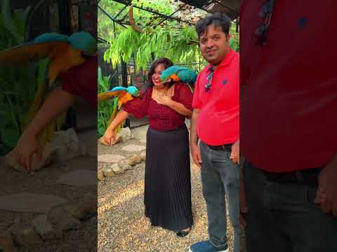 Part 2 – Mong Chang Cafe Pattaya Elephant Village Thailand2024 #moogchangcafe #pattaya #parrot