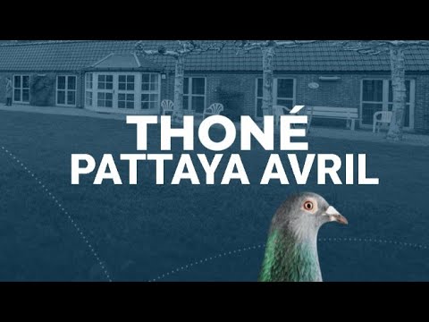 PATTAYA AVRIL – 2nd Place 530km Pattaya Grand Prix 2024-2025 – THONE PIGEONS EMERGES VICTORIUOS