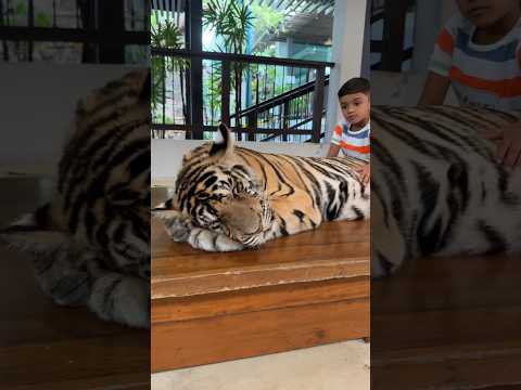 Tiger Park, Pattaya #thailand #pattaya #bangkok #tiger #tigerpark #budgettravel #pattayavlog #2024