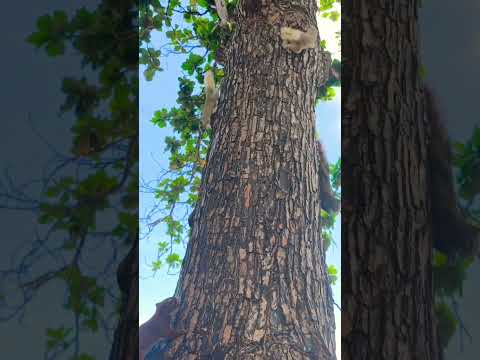 Welcome to Thailand #pataya #pattaya #pattayavlog #squirrel #thailandtravel #travel #viralvideo